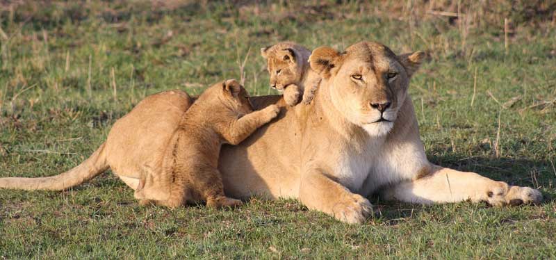 Leone (Panthera leo) vita e abitudini Leone (Panthera leo) vita e abitudini