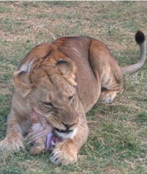 Leone, Panthera leo, famiglia Felidae Leone, Panthera leo, famiglia Felidae