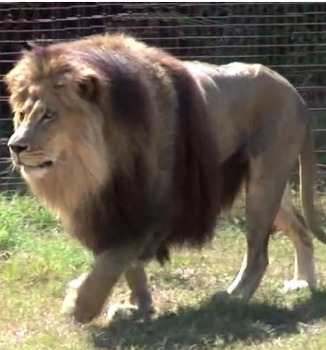 Leone, Panthera leo, famiglia Felidae Leone, Panthera leo, famiglia Felidae