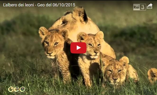 Leone (Panthera leo) vita e abitudini