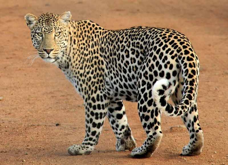 Leopardo - Panthera pardus: chi è e come vive