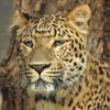 Leopardo, Panthera pardus