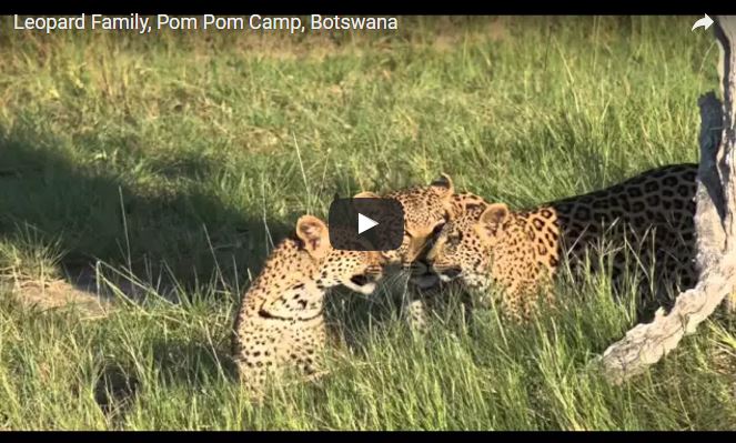 Leopardo - Panthera pardus: chi è e come vive