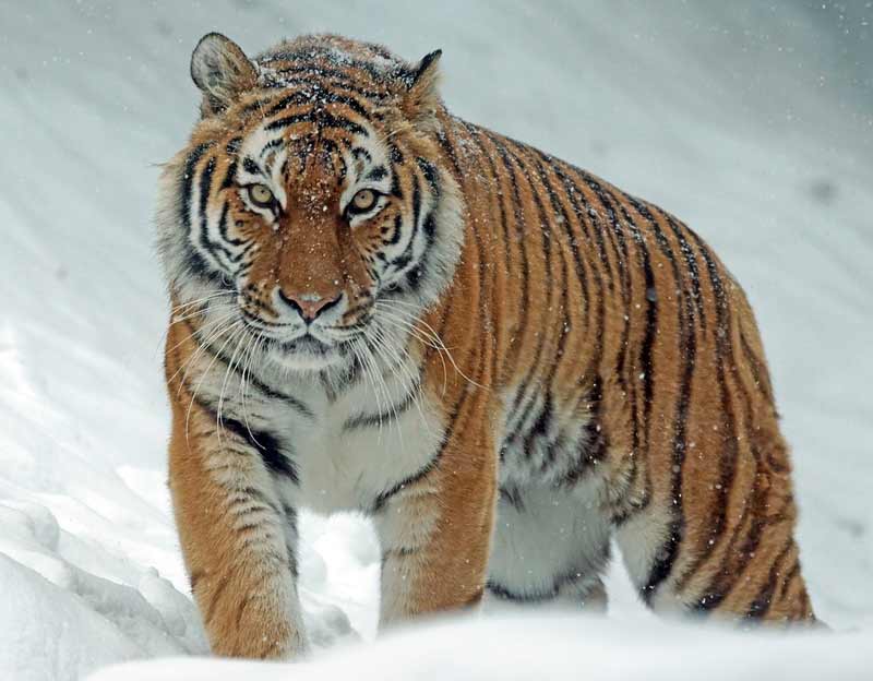 Tigre siberiana: chi è e come vive