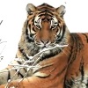 Tigre siberiana, Panthera tigris altaica