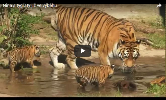 Tigre siberiana: chi è e come vive