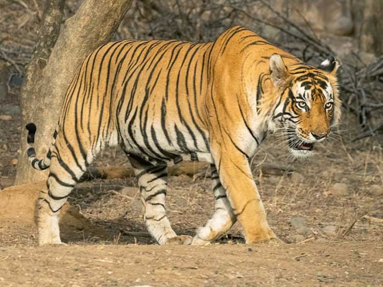 Leopardo - Panthera pardus: chi è e come vive Tigre indiana o tigre del bengala: chi è e come vive