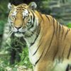 Tigre del bengala, Panthera tigris tigris