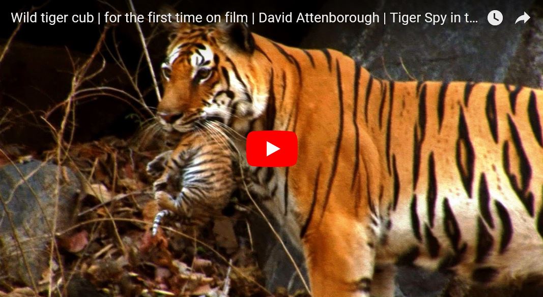 Tigre indiana o tigre del bengala: chi è e come vive