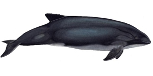 phocoena spinnipinnis