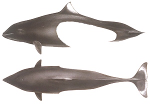 phocoenoides dalli