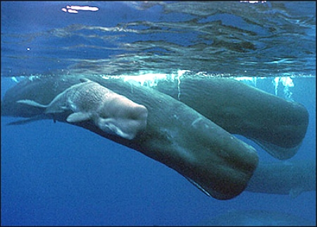 Capodoglio, Physeter macrocephalus, famiglia Physeteridae