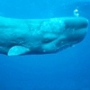Capodoglio, Physeter macrocephalus