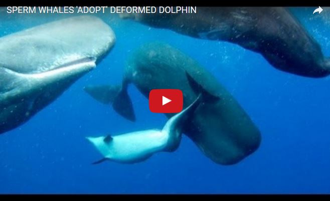 Capodoglio, Physeter macrocephalus, famiglia Physeteridae