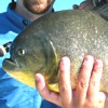Piranha, famiglia Characida
