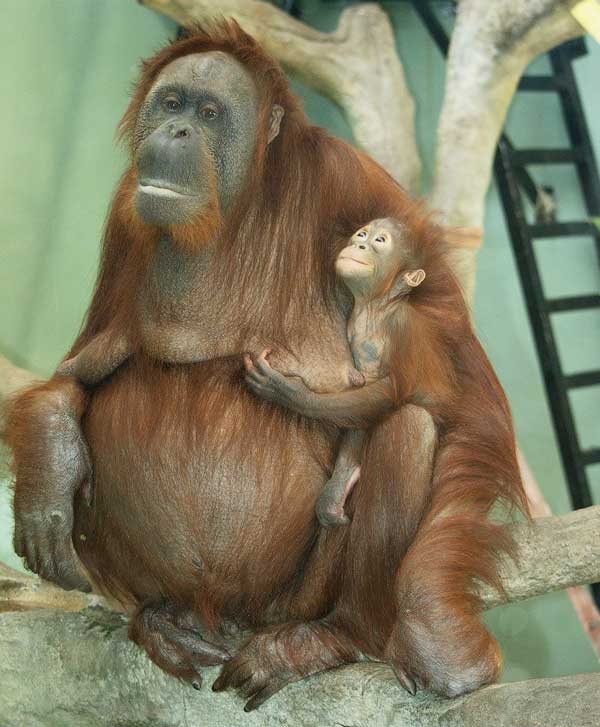 Orango del Borneo - Pongo: chi è e come vive
