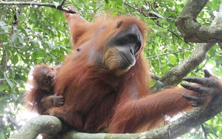 Orango Orango di Sumatra - Pongo: chi è e come vive