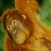 Orango, Pongo
