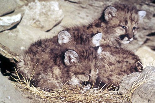 Cuccioli di puma o leone di montagna: chi è e come vive