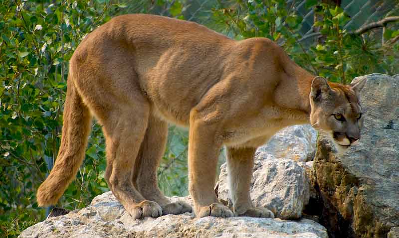 Puma o leone di montagna: chi è e come vive