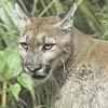 Puma, Puma concolor