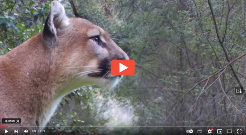 Versi e suoni emessi dal puma Versi e suoni emessi dal puma