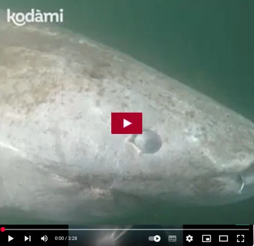 Video sullo squalo della Groenlandia