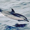 Stenella, Stenella coeruleoalba