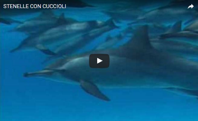 Video Stenella