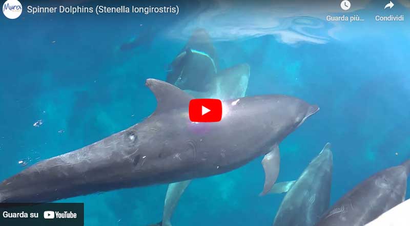 Video sulla Stenella