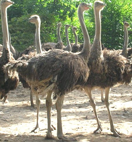 Struzzo, Struthio camelus, famiglia Struthionidae