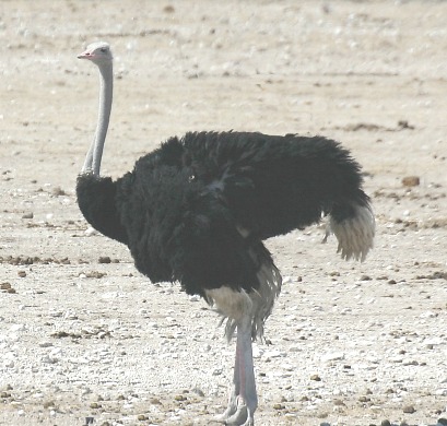 Struzzo, Struthio camelus, famiglia Struthionidae