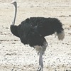Struzzo, Struthio camelus