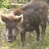 cinghiale, Sus scrofa