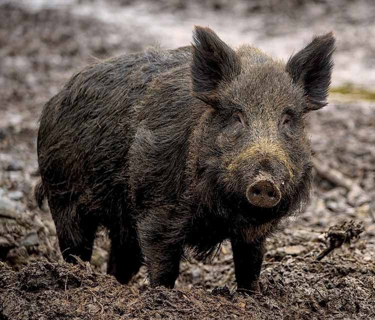 Cinghiale, Sus scrofa, famiglia Suidae