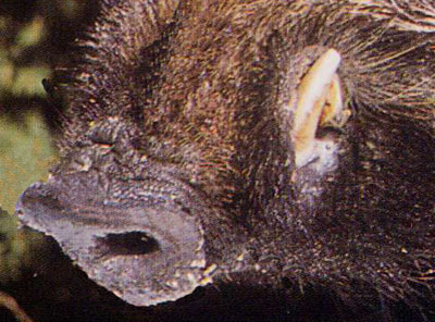 Testa di cinghiale, Sus scrofa, famiglia Suidae