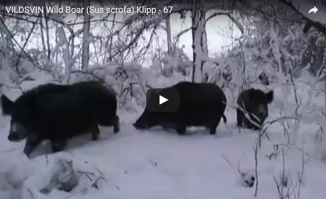Video cinghiale, Sus scrofa, famiglia Suidae