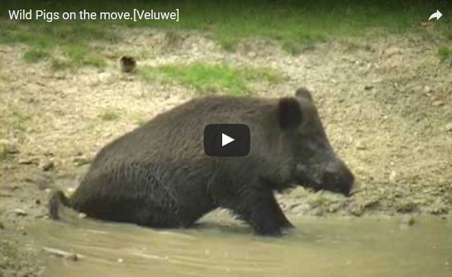 Video cinghiale, Sus scrofa, famiglia Suidae