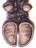 Zampe di cinghiale