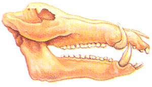 Cinghiale, Sus scrofa, famiglia Suidae