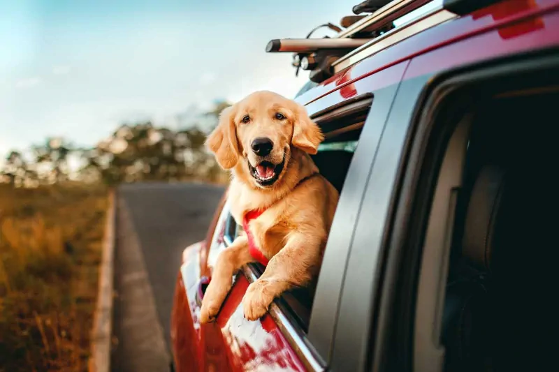 Cane che viaggia in macchina