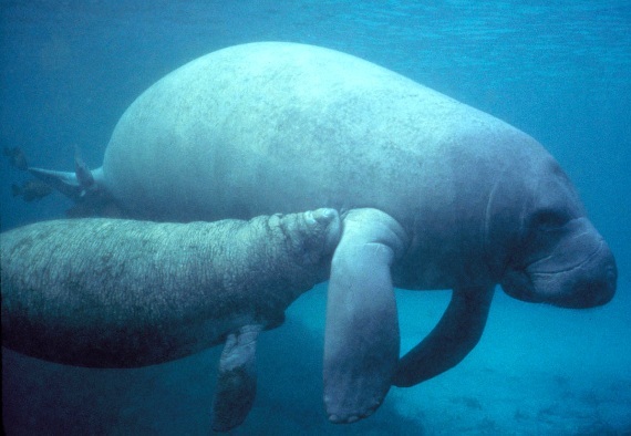 Lamantino, Trichechus manatus, famiglia Trichechidae