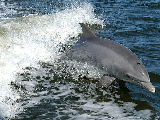 Delfino tursiope, Tursiops truncatus, famiglia  Delphinidae