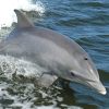 Delfino tursiope, tursiope, Tursiops truncatus