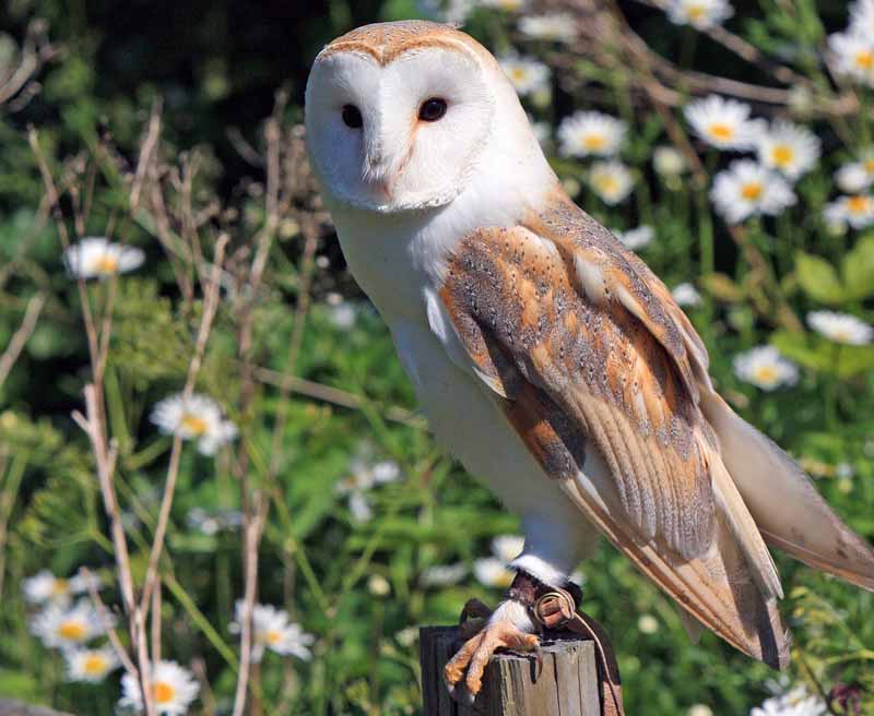 Barbagianni, Tyto alba, famiglia Tytonidae