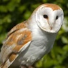 Barbagianni, Tyto alba
