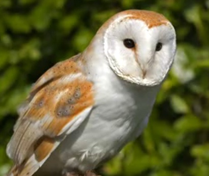 Barbagianni, Tyto alba, famiglia Tytonidae