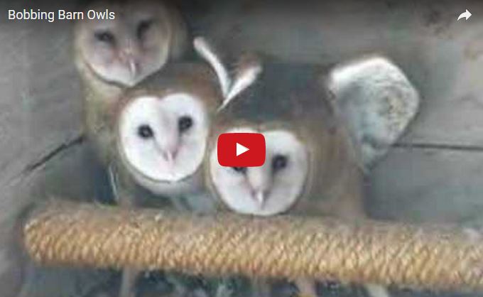 Barbagianni, Tyto alba, famiglia Tytonidae