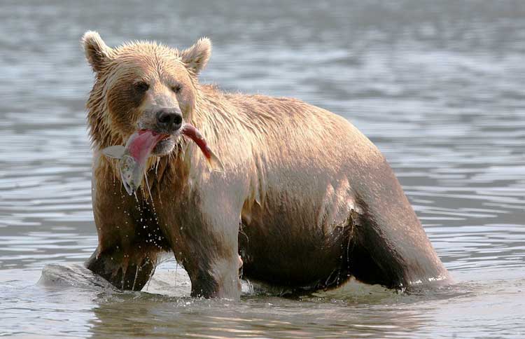 Orso bruno, Grizzly, Ursus arctos, famiglia Ursidae Orso bruno, Grizzly, Ursus arctos, famiglia Ursidae