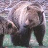 Orso bruno, grizzly, Ursus arctos